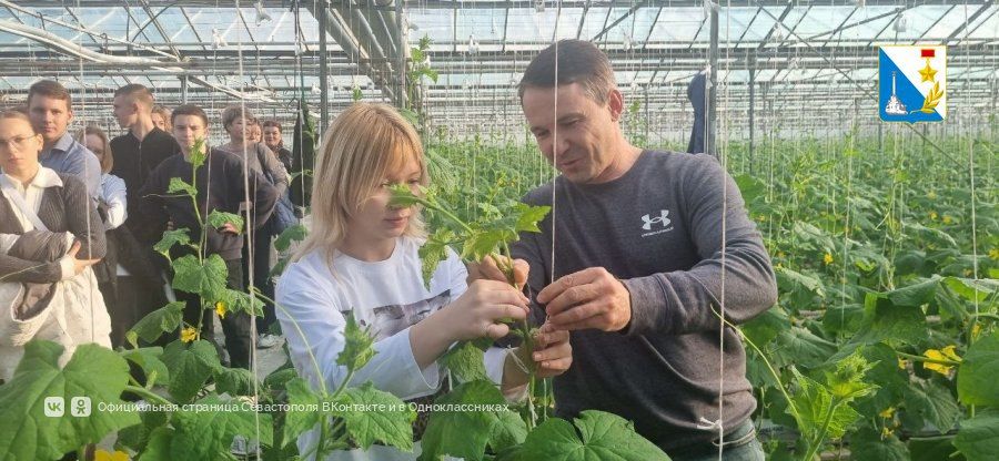 Севастопольские школьники из агроклассов проходят практику на сельхозпредприятиях города