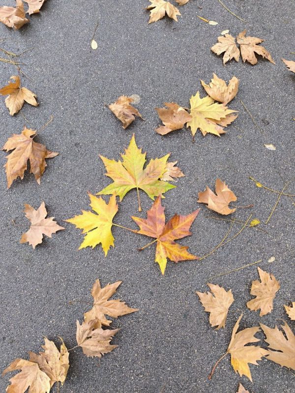 ������� ������������ ����, ������!