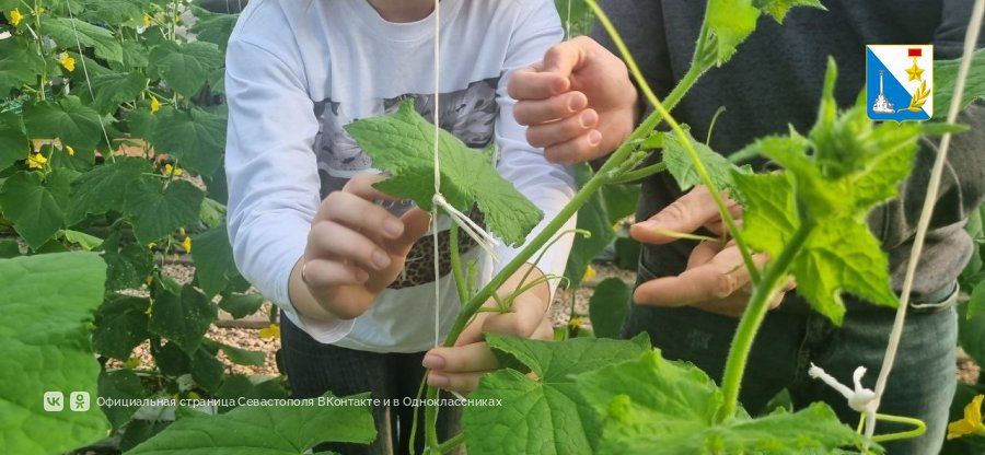 Севастопольские школьники из агроклассов проходят практику на сельхозпредприятиях города Севастопольские школьники из агроклассов проходят практику на сельхозпредприятиях города