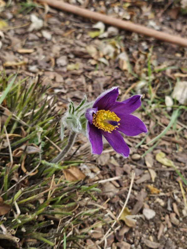 #Что за растение?. Его крупные фиолетовые, белые или жёлтые цветы-колокольчики покрыты серебристым пушком, а резные листья разворачиваются позже