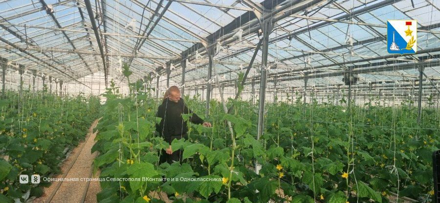 Севастопольские школьники из агроклассов проходят практику на сельхозпредприятиях города Севастопольские школьники из агроклассов проходят практику на сельхозпредприятиях города