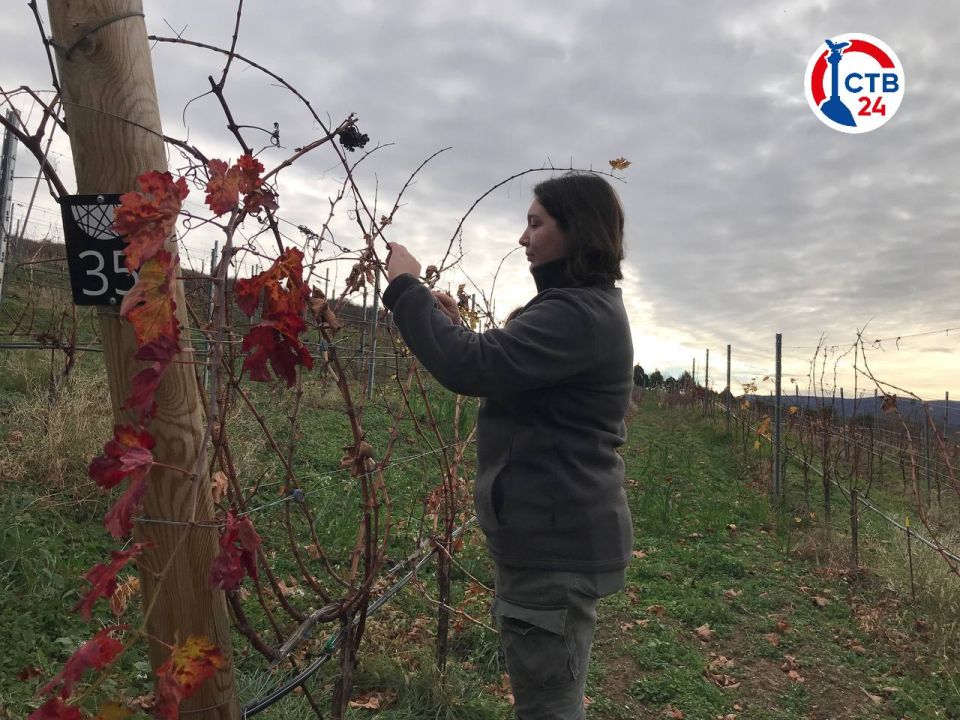 ������������� ����������� ���������� ���������� ������� ������������ � �������-������������� ��������������