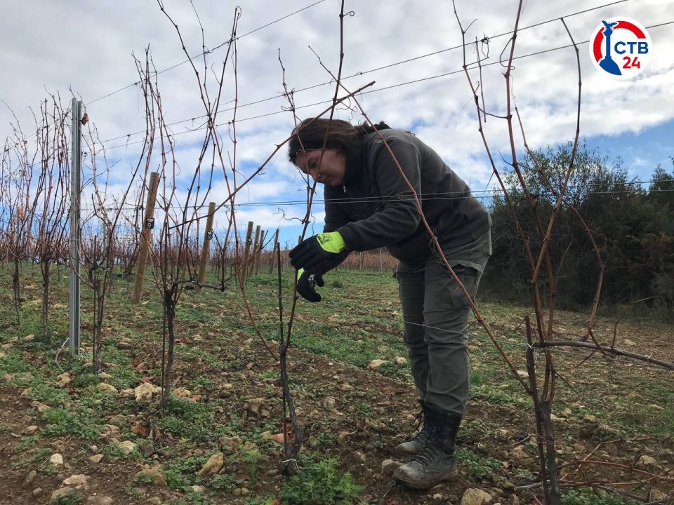 ������������� ����������� ���������� ���������� ������� ������������ � �������-������������� ��������������