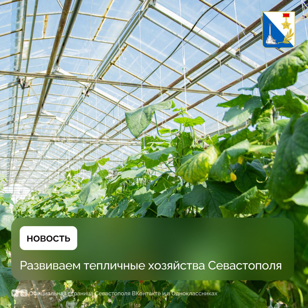 Поддерживаем развитие тепличных хозяйств Севастополя