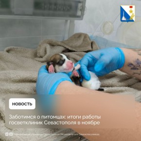 Более 500 питомцев получили помощь в госветклиниках Севастополя в ноябре