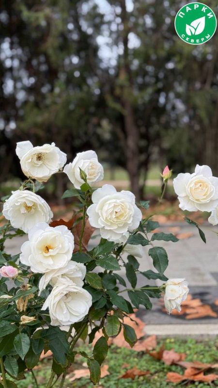 �������� �� ������� ������ ���������� ��������� ����������� ������� � �������