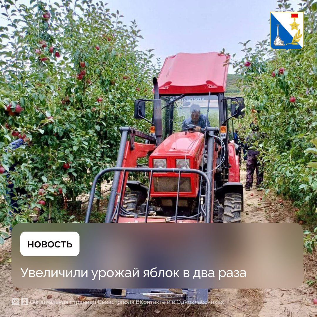 Почти 1300 тонн яблок собрали в Севастополе в этом году
