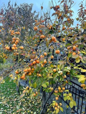 Знаете ли вы, что это дерево — «божественный огонь» и природный строитель?