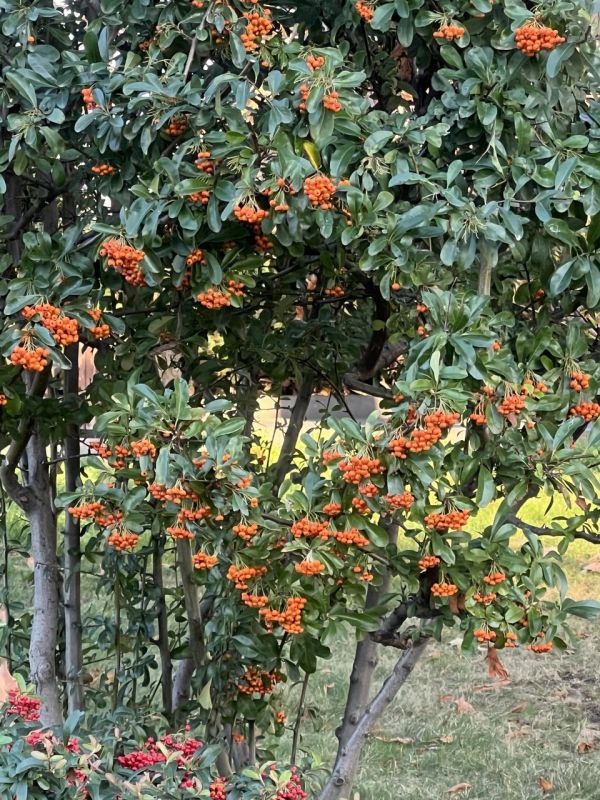 ���� ������ �������, ������!