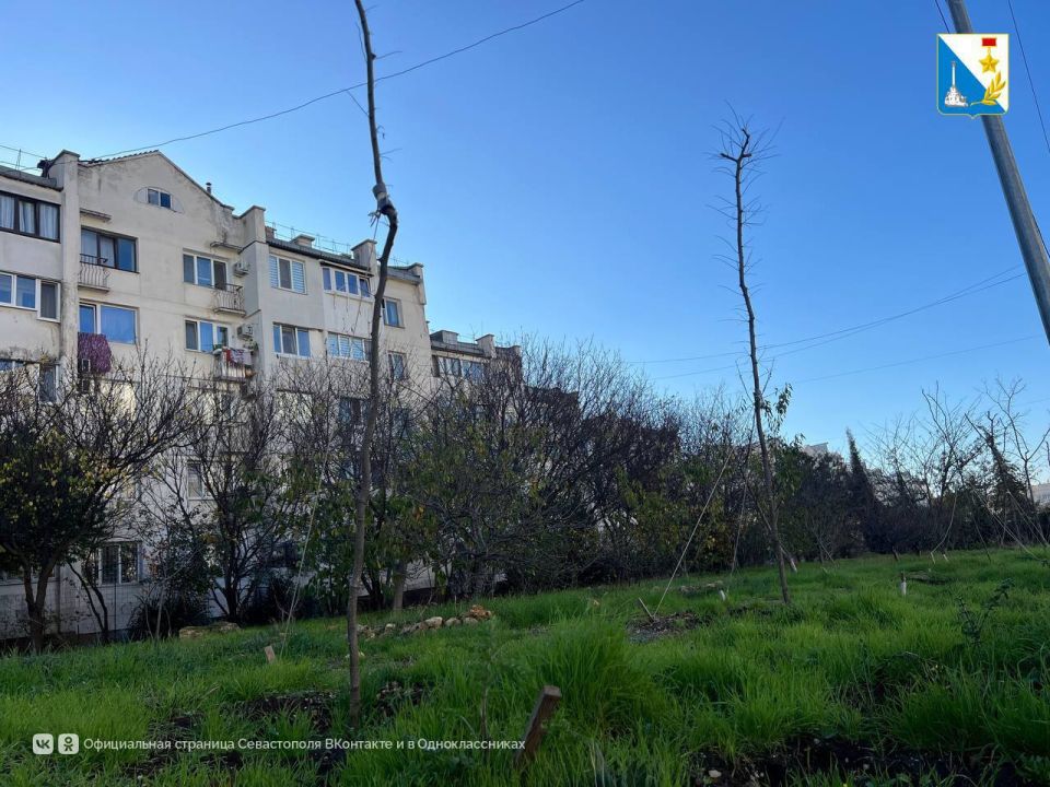 На улице Маринеско уже заменяют засохшие деревья На улице Маринеско уже заменяют засохшие деревья