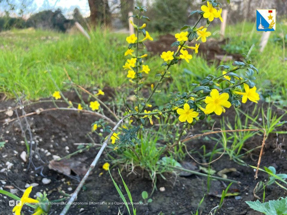 На улице Маринеско уже заменяют засохшие деревья На улице Маринеско уже заменяют засохшие деревья
