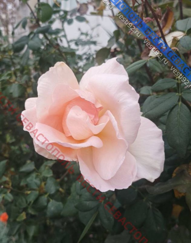 � ������� � ����������� ������������ ����� ������