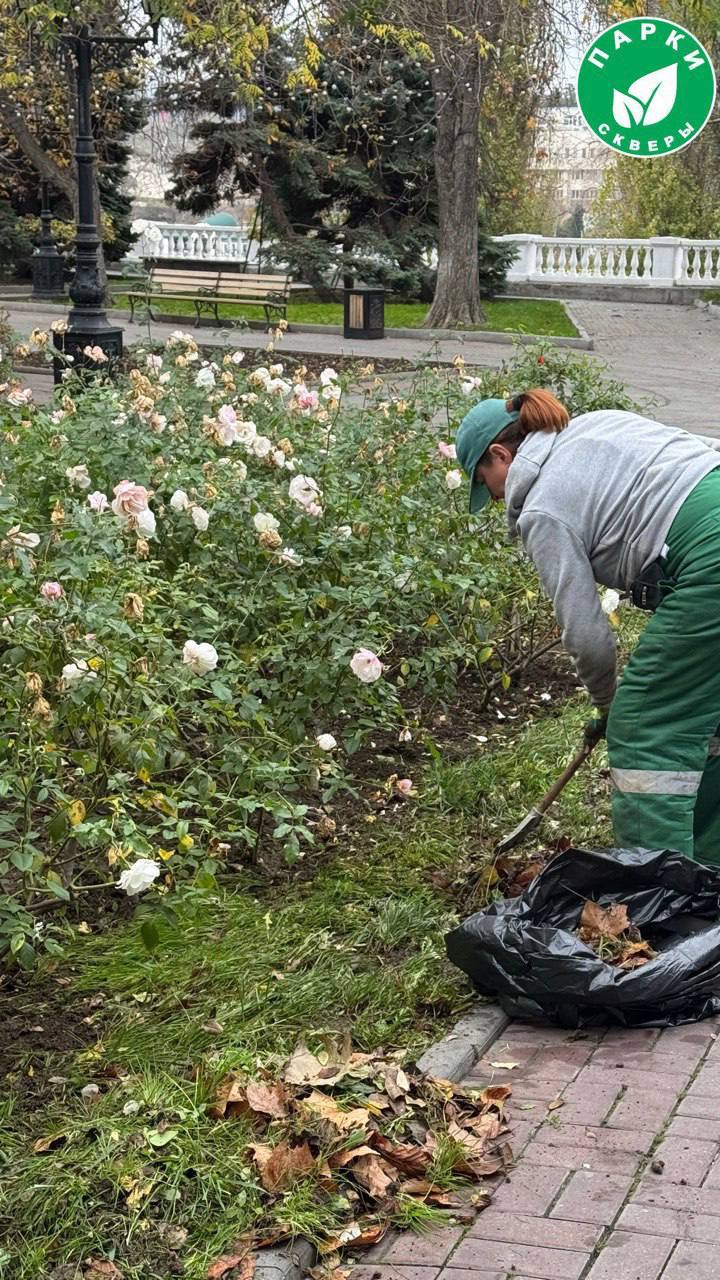 На Приморском бульваре сотрудники «Парков и скверов» провели комплексный уход за розарием На Приморском бульваре сотрудники «Парков и скверов» провели комплексный уход за розарием