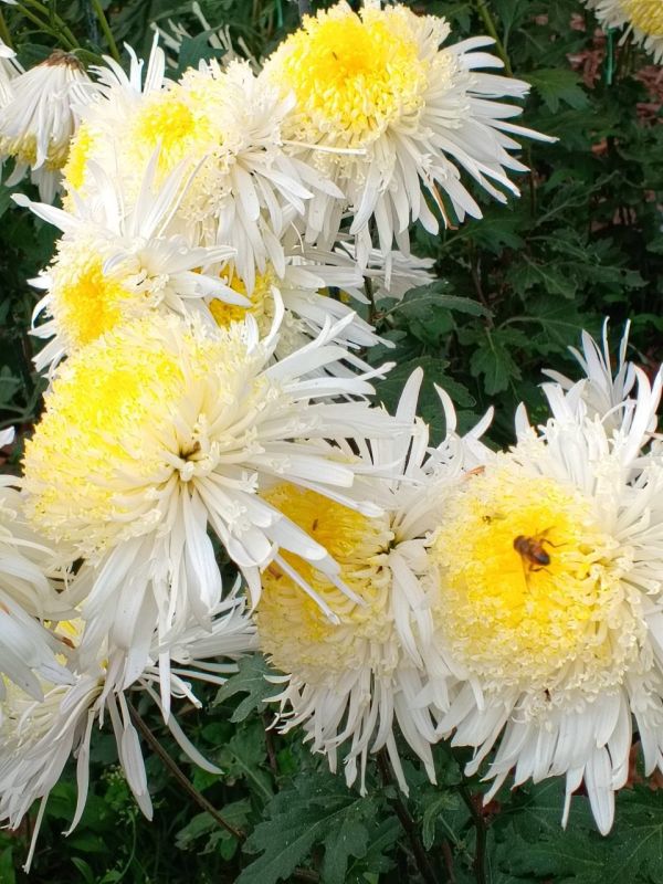 � ������ �����, ������!. � ����������� ��� �������