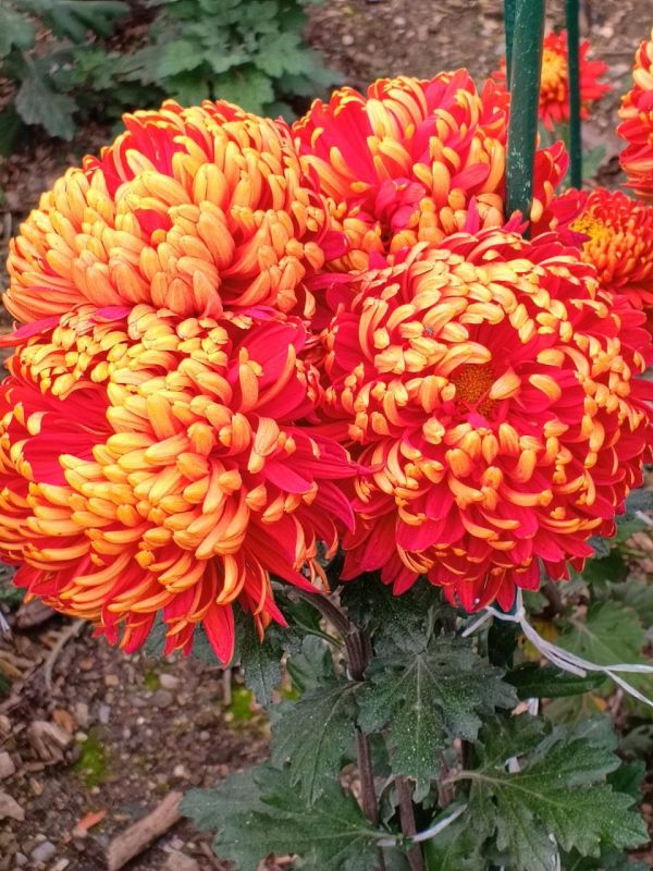 � ������ �����, ������!. � ����������� ��� �������