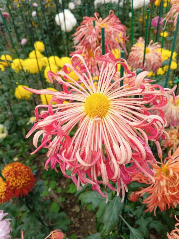 � ������ �����, ������!. � ����������� ��� �������