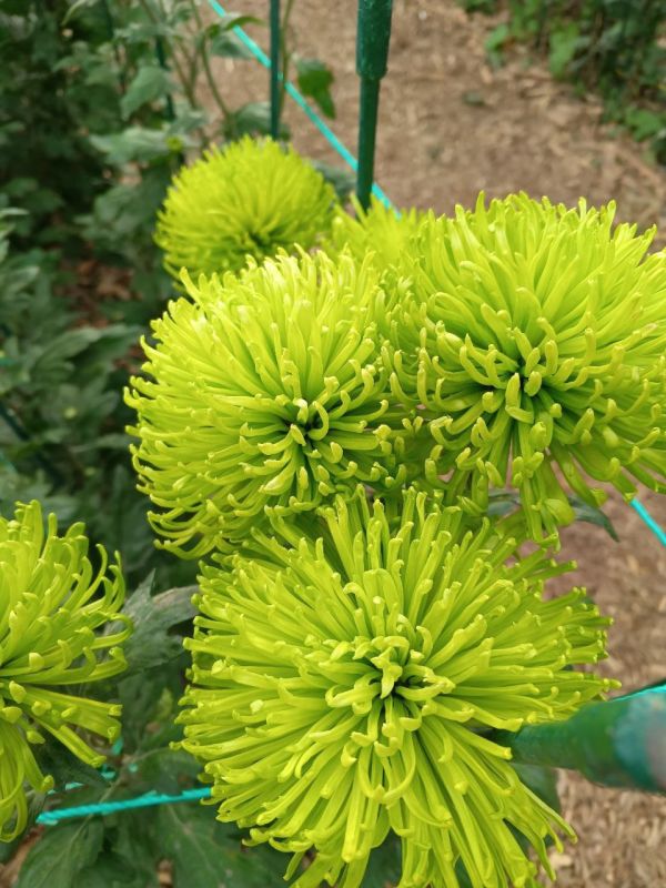 � ������ �����, ������!. � ����������� ��� �������