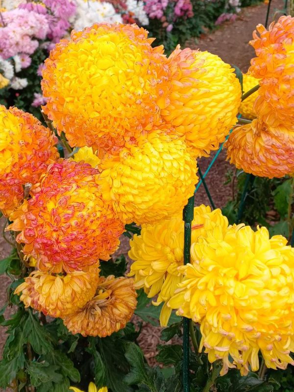 � ������ �����, ������!. � ����������� ��� �������