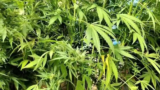 Сегодня свой профессиональный праздник отмечают сотрудники полицейского наркоконтроля