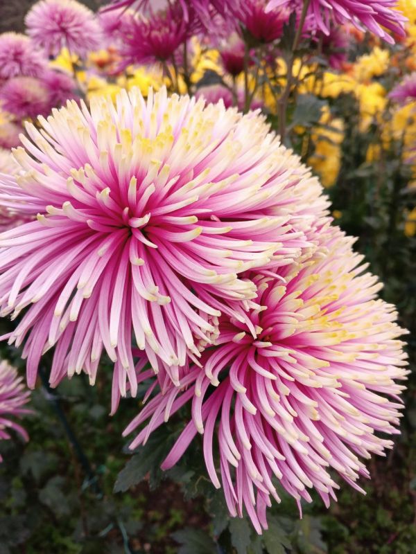 � ������ �����, ������!. � ����������� ��� �������