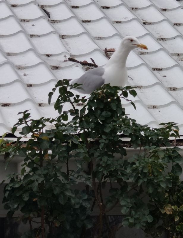 � ������ �����, ������!. ������� ��� �������