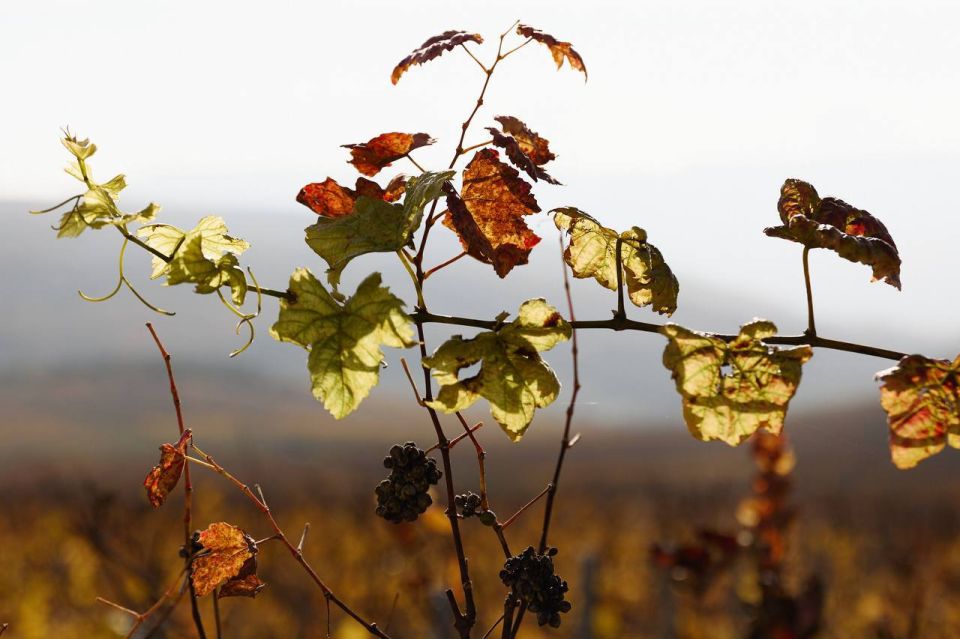 ��������������� ���������� AYA URBAN WINERY ����� ����������� ������������� ������ Russian Traveler Awards 2025