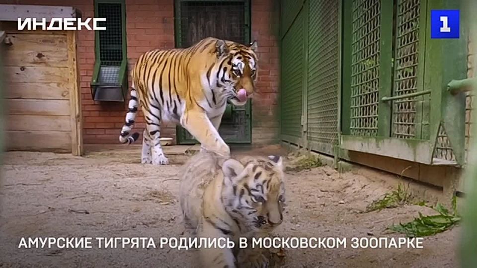 Амурские тигрята родились в Московском зоопарке