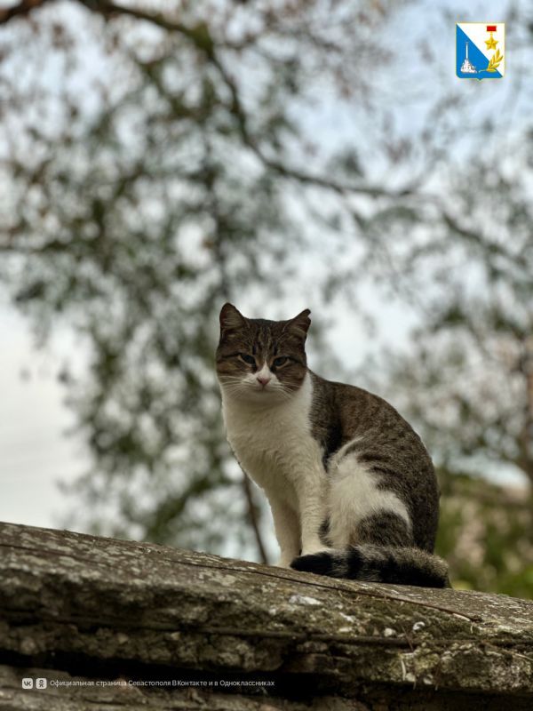 98 �������� ������� ����������� ������������ �� �������� ����������