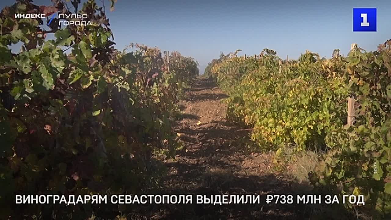 Виноградарям Севастополя выделили 738 млн руб