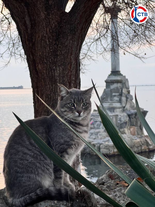 Около сотни домашних животных привили специалисты госветслужбы во время выездной вакцинации