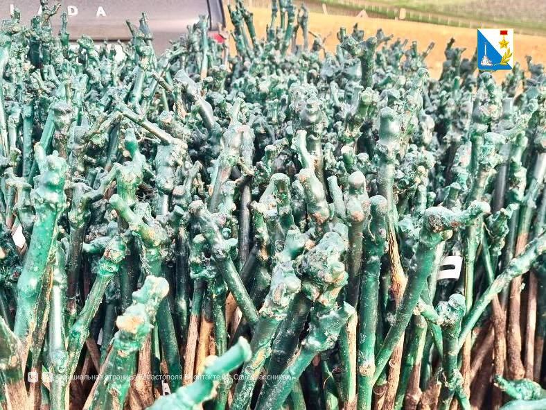 � ���� ���� ��������������� ������� �������� 264 ������� ����� �������������