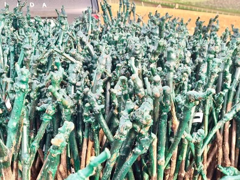 � ���� ���� ��������������� ������� �������� 264 ������� ����� �������������