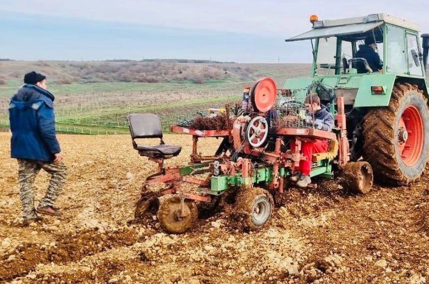 В Севастополе заложили 264 га новых виноградников