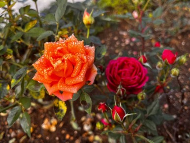 С добрым утром, друзья!. В четверг в Севастополе без осадков