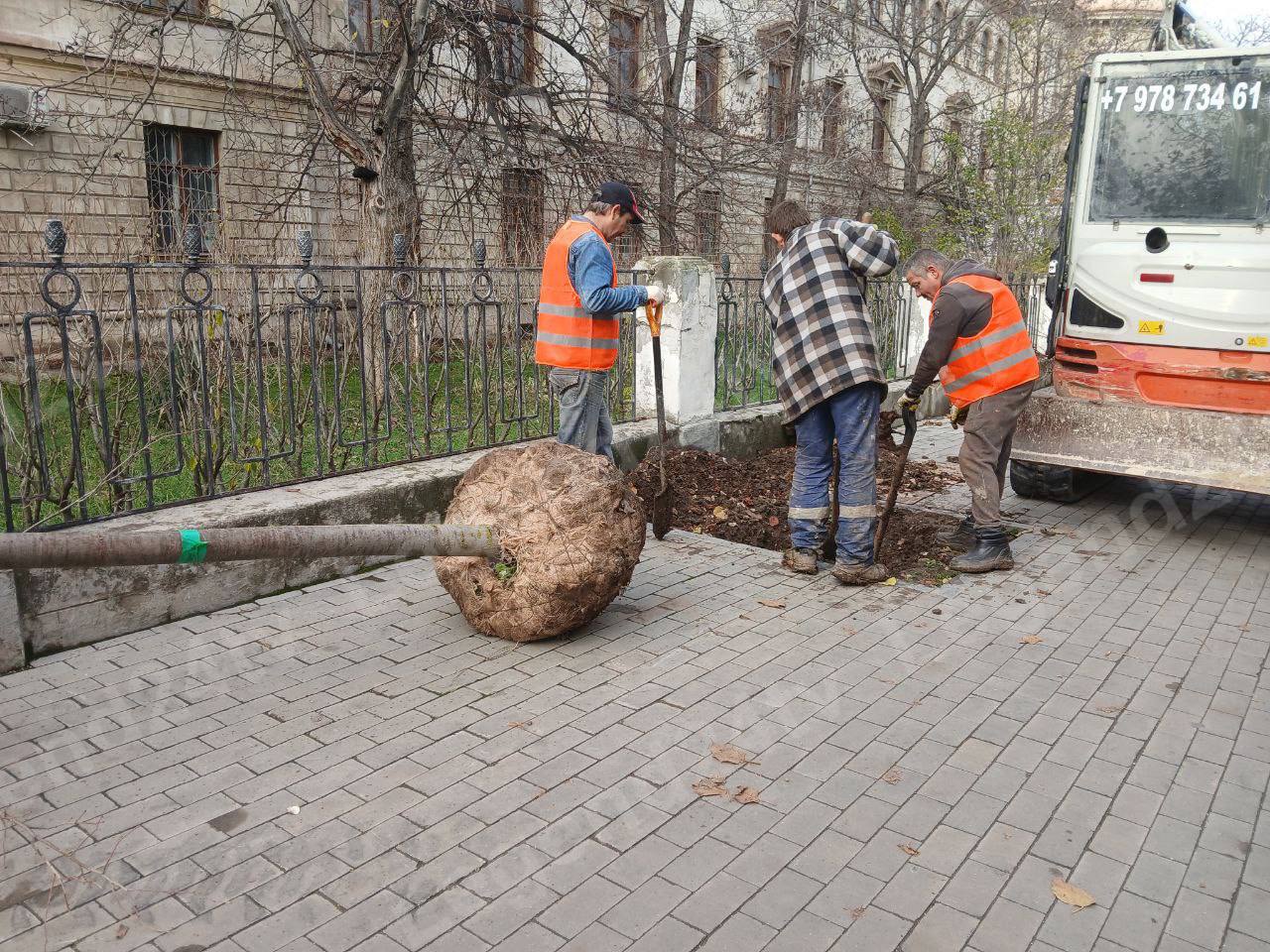 К компенсационной высадке лип приступили на улице Гоголя К компенсационной высадке лип приступили на улице Гоголя