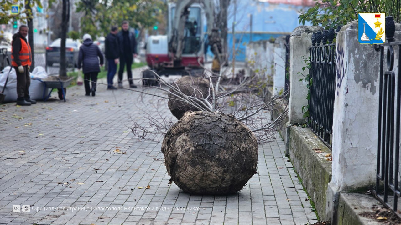 Высаживаем молодые деревья на улице Гоголя Высаживаем молодые деревья на улице Гоголя