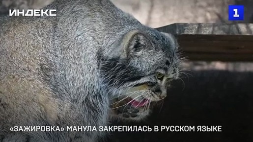 Слово «зажировка», которое сотрудники Московского зоопарка используют в период набора веса у манула Тимофея, попало в словарный запас русского языка