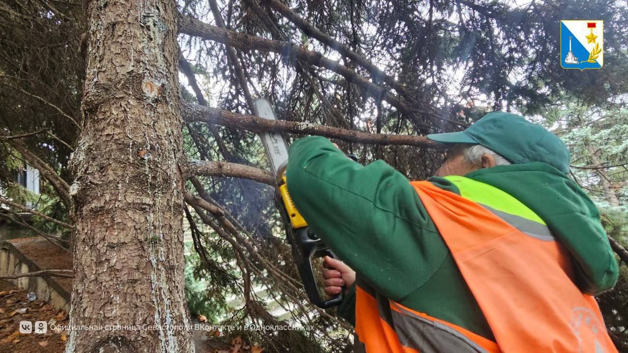 Специалисты«Парков и скверов» провели санитарную обрезку голубых елей на центральном холме, у памятника Ленину Специалисты«Парков и скверов» провели санитарную обрезку голубых елей на центральном холме, у памятника Ленину