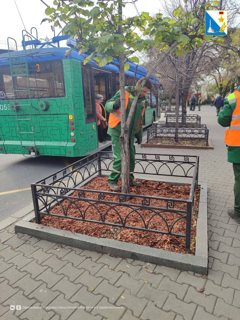В Севастополе ухаживают за деревьями перед холодами