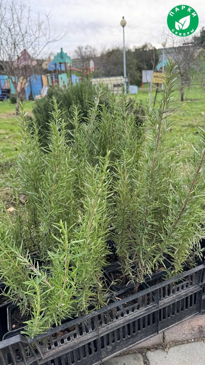 Специалисты высадили розмарин в парке имени Анны Ахматовой Специалисты высадили розмарин в парке имени Анны Ахматовой