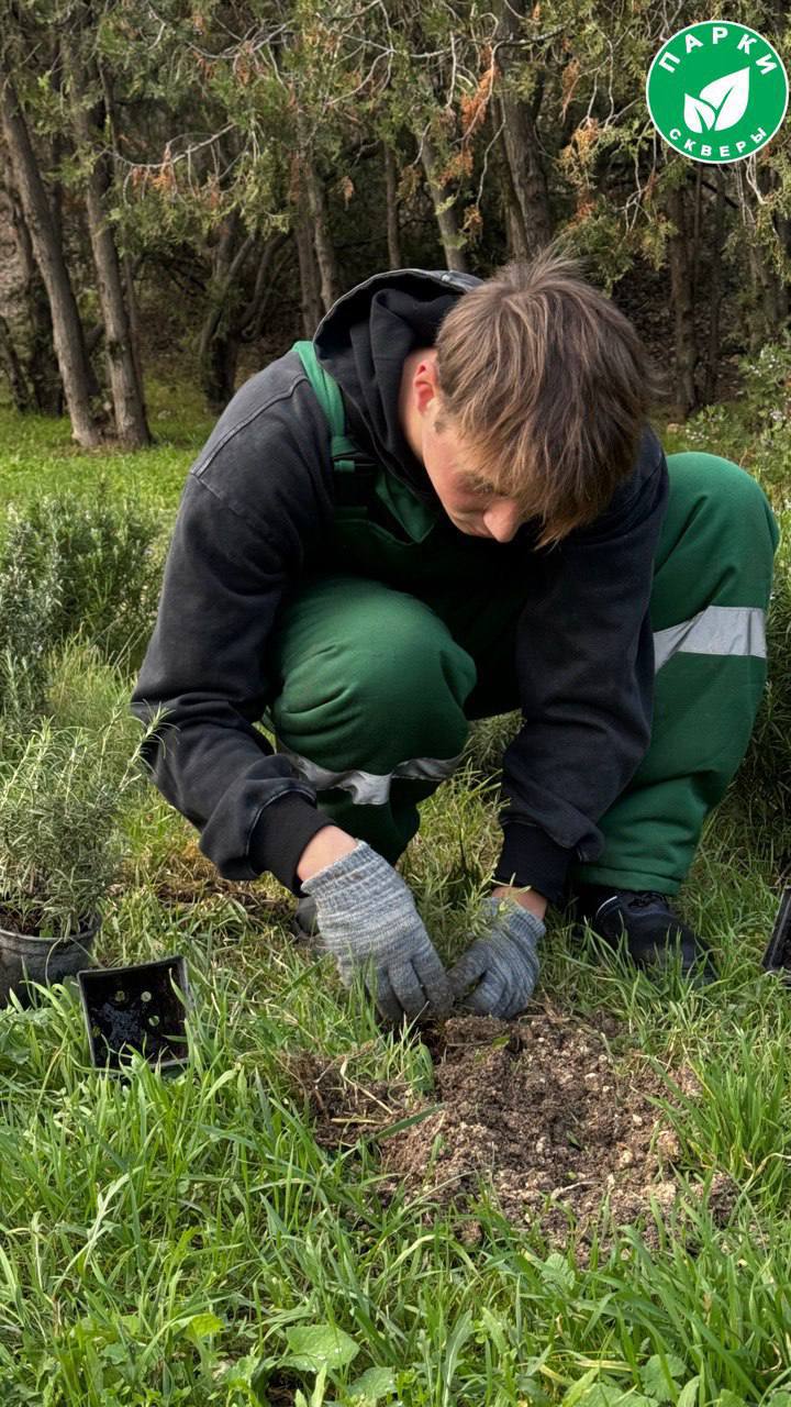 Специалисты высадили розмарин в парке имени Анны Ахматовой Специалисты высадили розмарин в парке имени Анны Ахматовой
