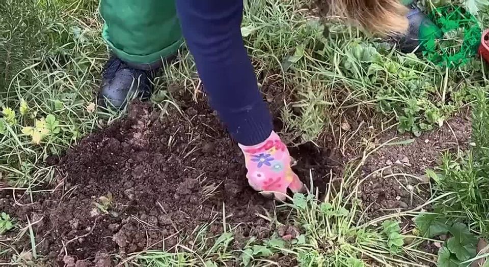 Специалисты высадили розмарин в парке имени Анны Ахматовой