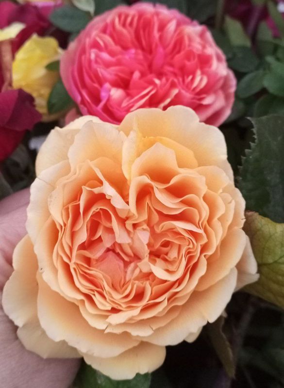 � ������ �����, ������!. � ����������� 20 ������� ���������� ����������