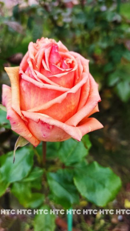 #���_�����. ������ ���� ��� ��������� � 21 �������, ����������� ���� � �������, � � ���� � ���� �� ��� ������ �����