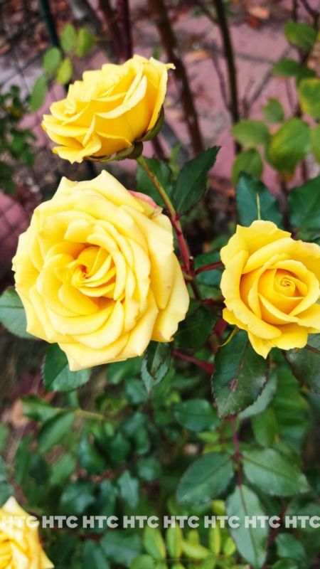 #���_�����. ������ ���� ��� ��������� � 21 �������, ����������� ���� � �������, � � ���� � ���� �� ��� ������ �����