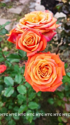 #���_�����. ������ ���� ��� ��������� � 21 �������, ����������� ���� � �������, � � ���� � ���� �� ��� ������ �����