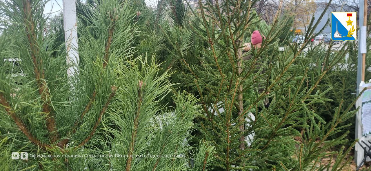 В Севастополе начали работу 20 официальных ёлочных базаров В Севастополе начали работу 20 официальных ёлочных базаров