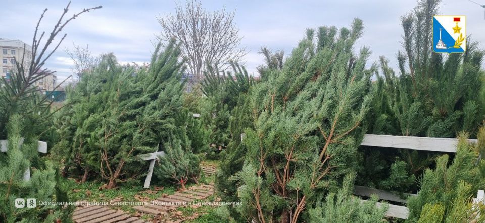 � ����������� ������ ������ 20 ����������� ������� �������