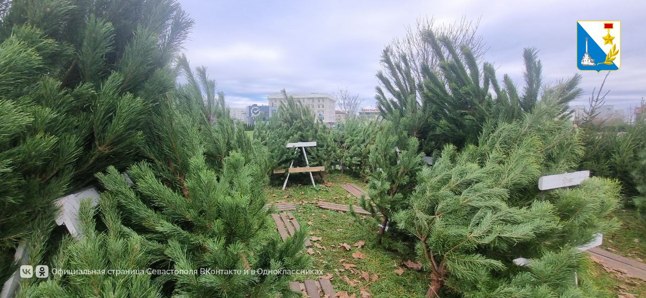 В Севастополе начали работу 20 официальных ёлочных базаров В Севастополе начали работу 20 официальных ёлочных базаров