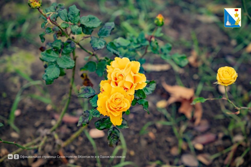 ����������� ������� � ������� ������� ��������� ������� � ����